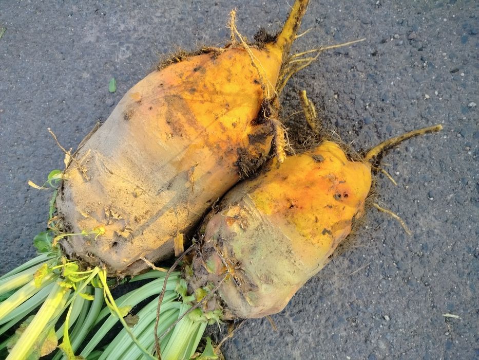 Buraki pastewne syriusz bis pomarańczowe