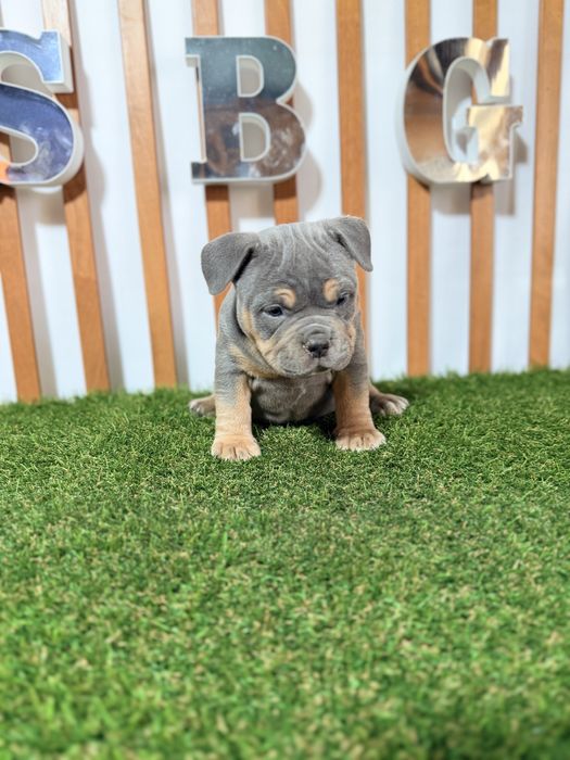 American bully pocket