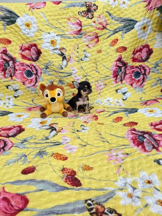 Chihuahua  macho mini