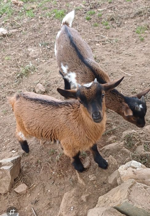 Casal cabritos  com 2 meses