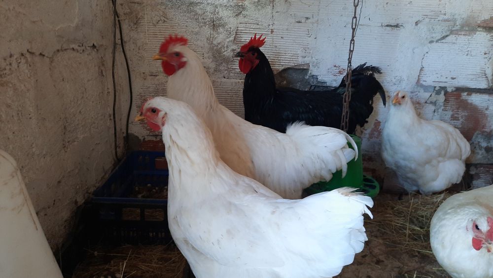 Ovos Galados Jersey Gigante Negro e Brancos