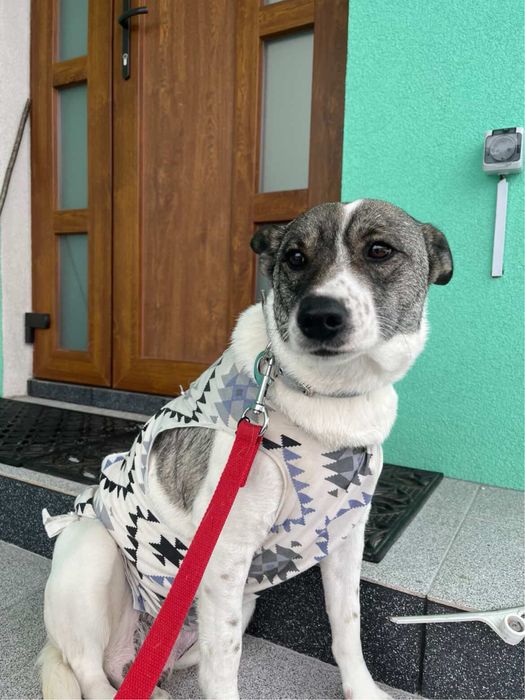 Собачка стерелізована