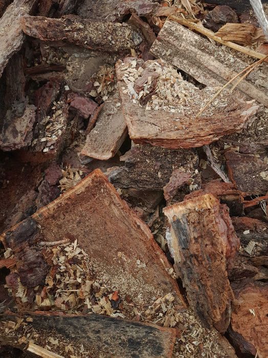 Casca pinheiro jardim