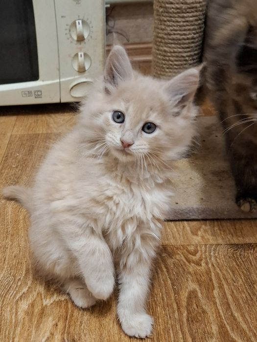 Красотка девчушка