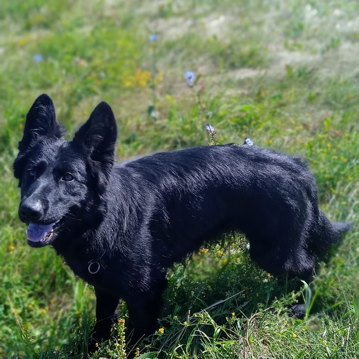 Черный длинношерстный кобель