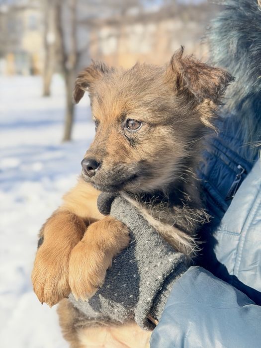Цуценя метис кавказькоі вівчарки. Стерилізація за наш разунок