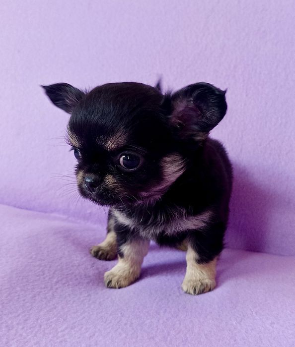 Chihuahua długowłosa sunia