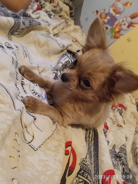 Чихуахуа приглашение на вязку