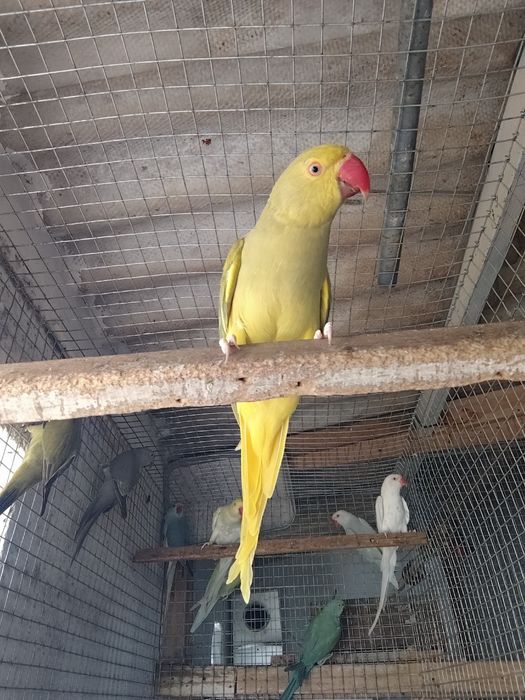 Ring necks novos, adultos e criados a mão