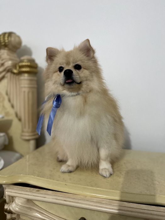 Померанські шпіци — Маленькі моделі для обіймів