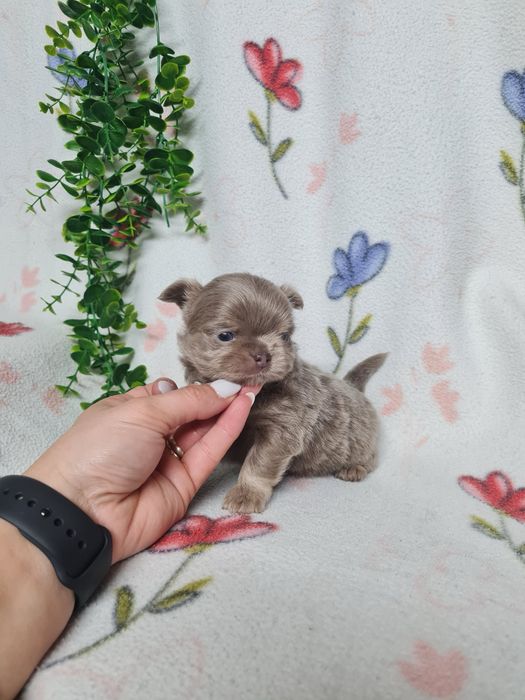 Excecional mini pelo comp Chihuahua/Chiuaua de Qualidad,LinhagemRussa