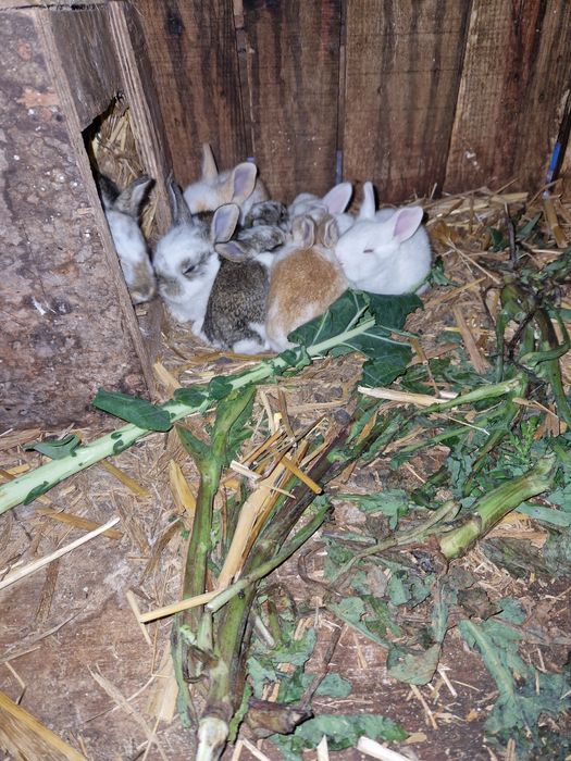 Coelhos para venda