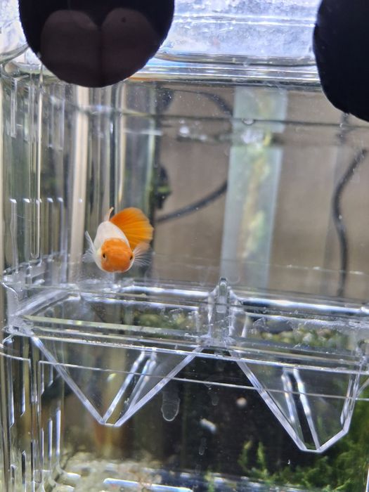 Guppy Puros  Platinum Koi
