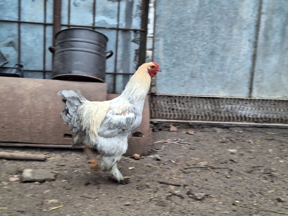 Кури брама Ізабела та Куріпчаста