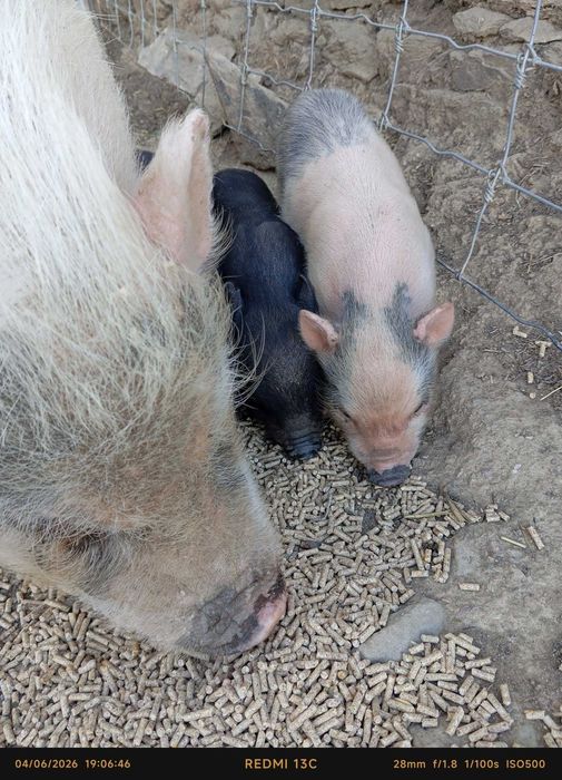 Mini pigs Porquinhos anões