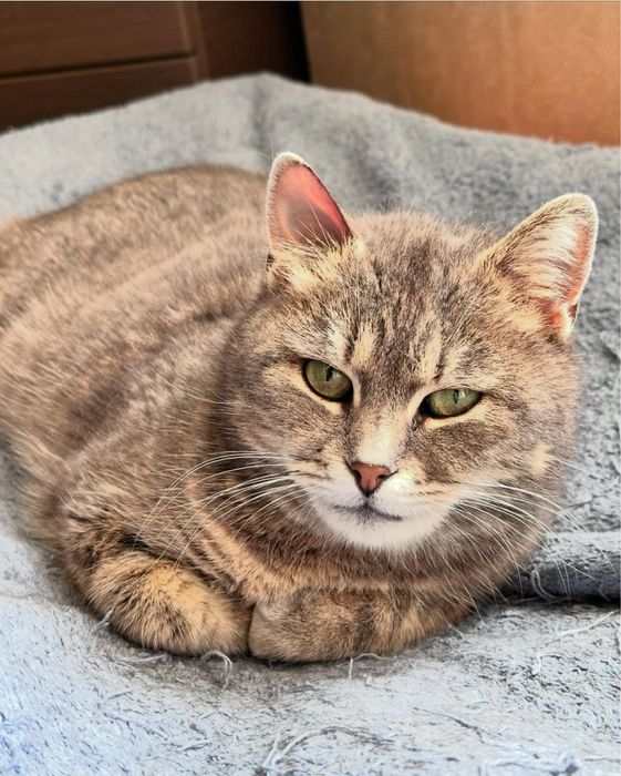 Кошечка в добрые руки бесплатно