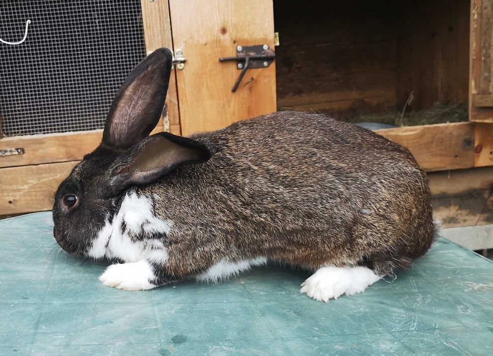 Sprzedam króliki samce