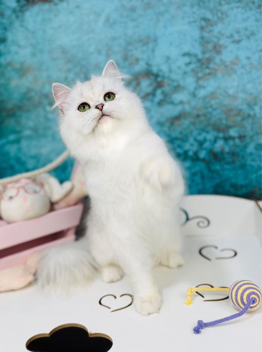 Шотландський зеленоокий котик