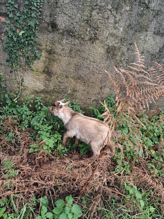 Vendo cabrito macho