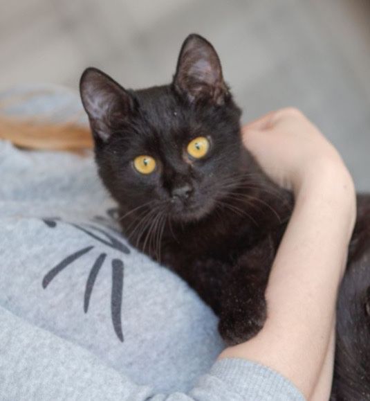 Бася, кошечка нежность, 1.5 года