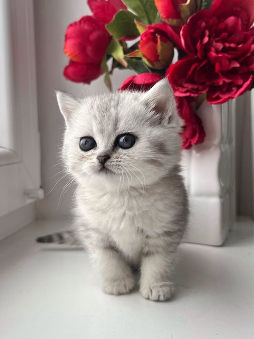 Срібна шиншила, котики, кошенята, кішка