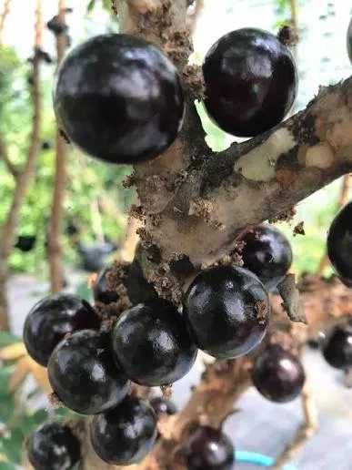 Jabuticaba Sabará (com 2 anos)