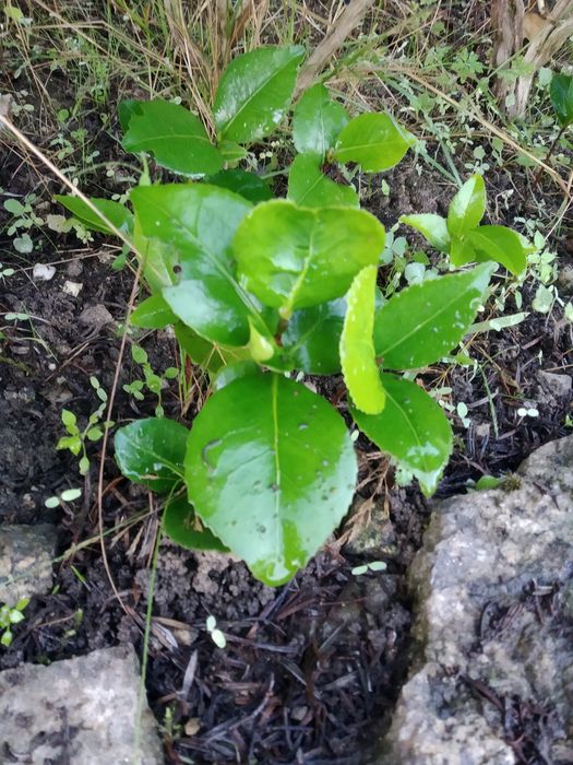 Camélia Japoneira replantar