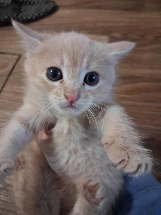 Продам дівчат, кошенята-близнюки.