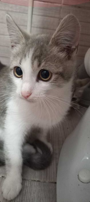 Віддам котиків  в хороші руки