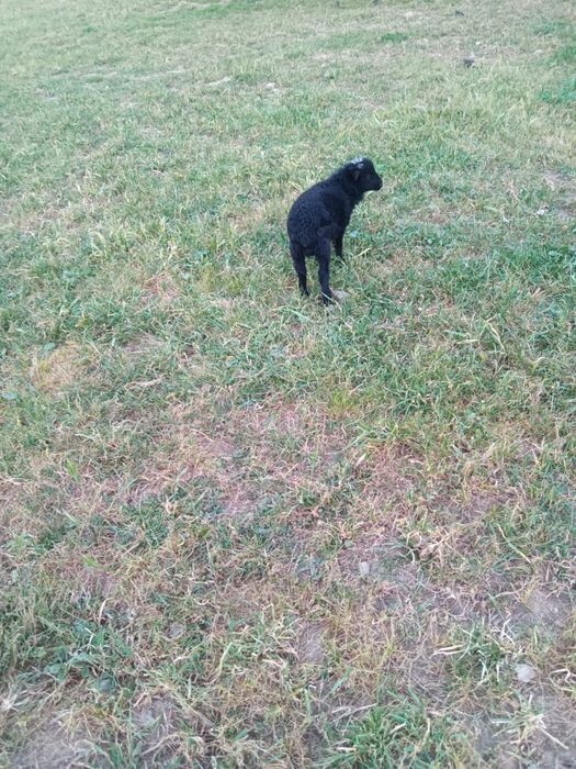 Macho anã puro
O Último desta criação, para criar a biberon ou reservar para depois dos dois meses.
Agora está com 6 semanas
Fazemos entregas na zon