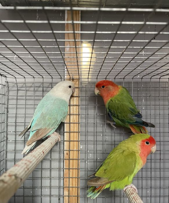 FIM DE HOBBY Colónia de agapornis e todo o material