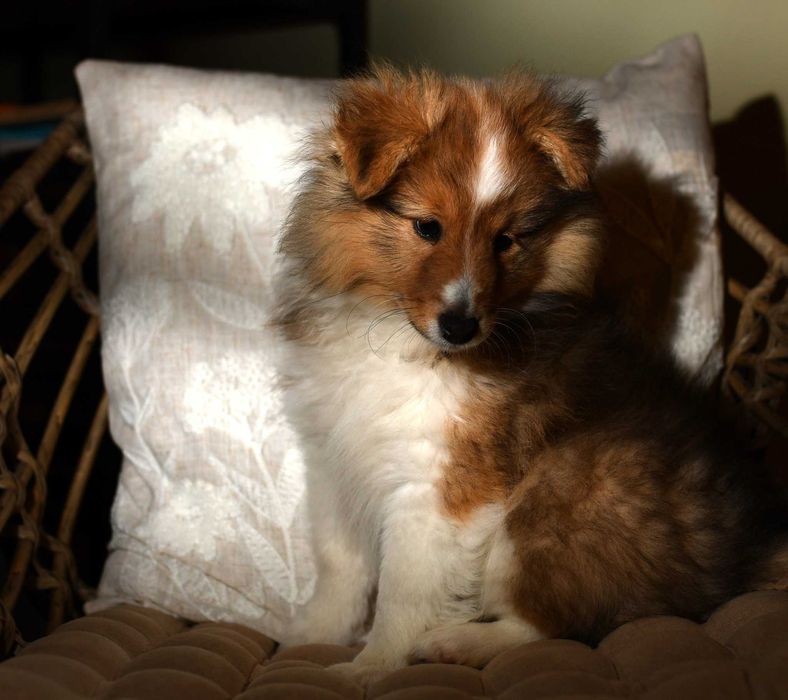 Owczarek szetlandzki - pies rodowód ZKwP - LINIA ANGIELSKA