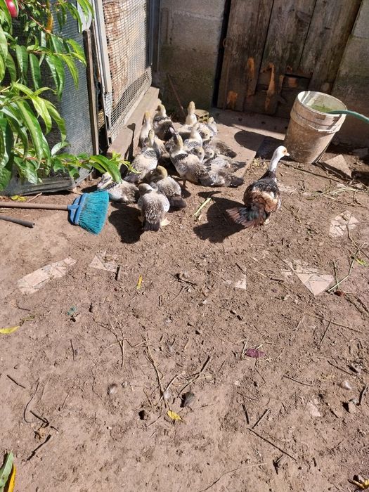 Vendemos patos grandes e pequenos