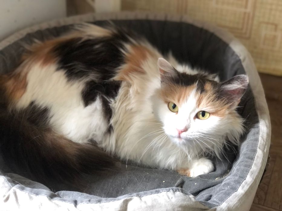 Шикарна кішечка Марго в люблячу родину