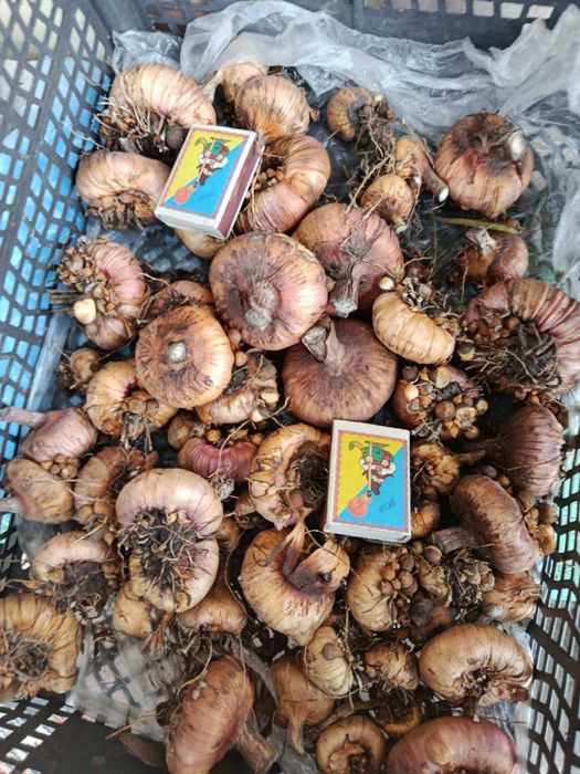 Гладиолус белый урожая 2025 с дачи, луковицы