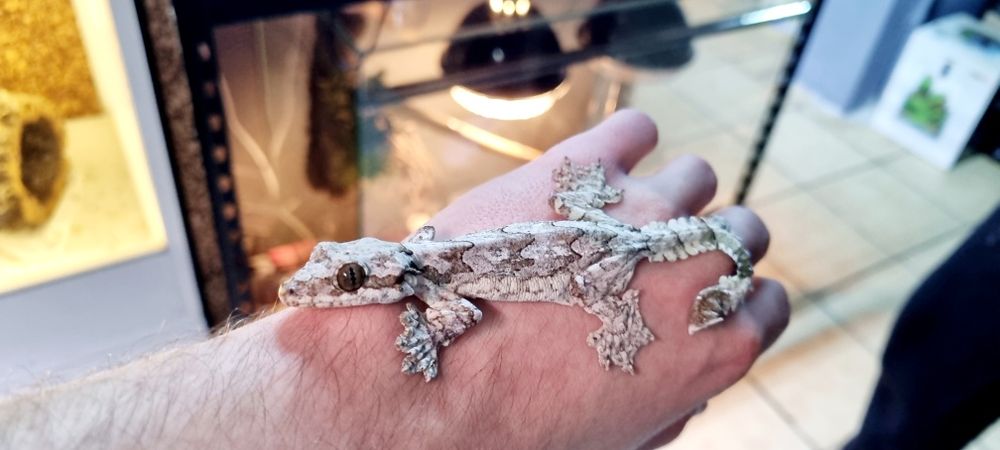 Gekon fałdoskóry/Fałdoskórkon indomalajski (ptyhozoon kuhli)