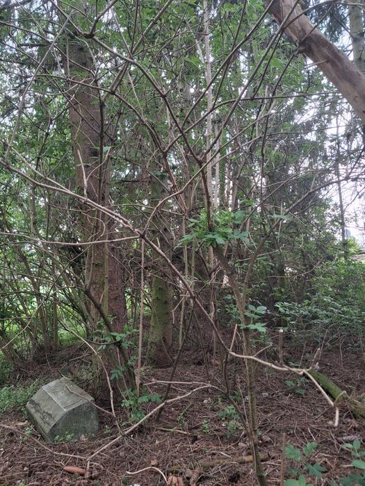 Oddam świerki w zamian za wycinke.