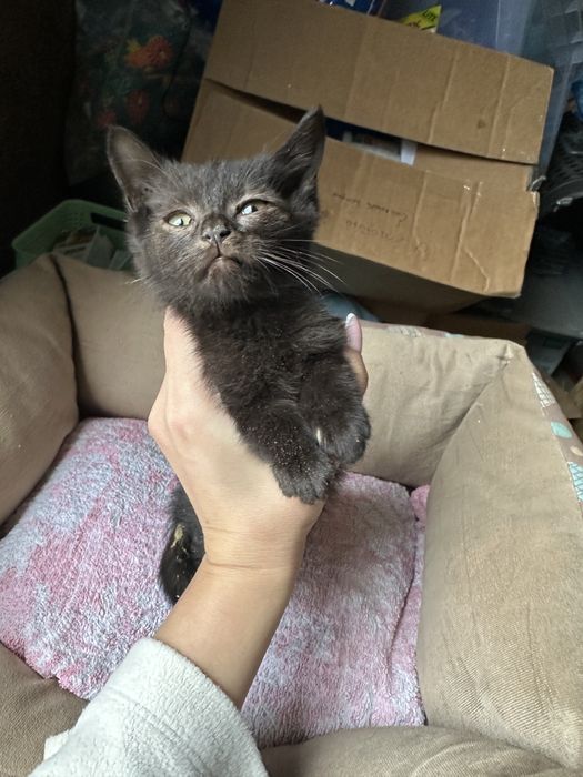 Маленький чорний хлопчик  2 місяці кошеня котик кіт