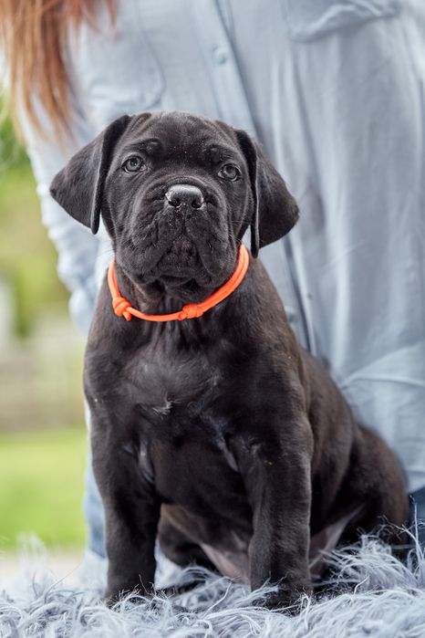 Цуценята кане корсо КСУ