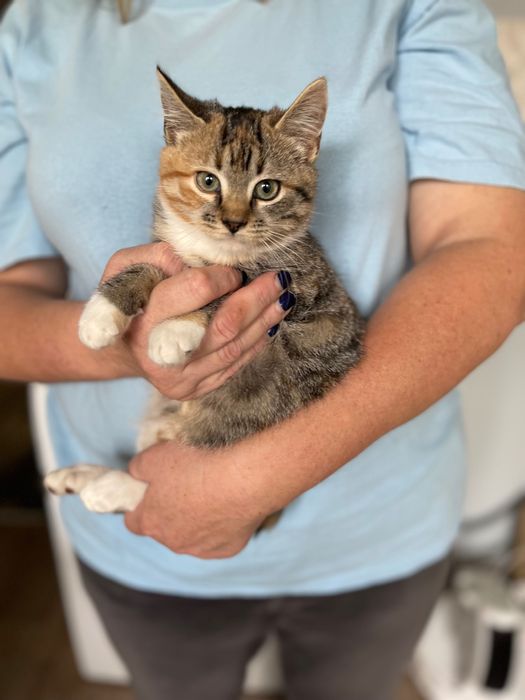 Котята котики отдам котенок девочка