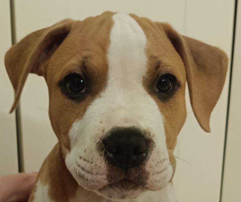 Mocny samiec GOTOWY Do Zmiany domu Amstaff ZKwP/FCI