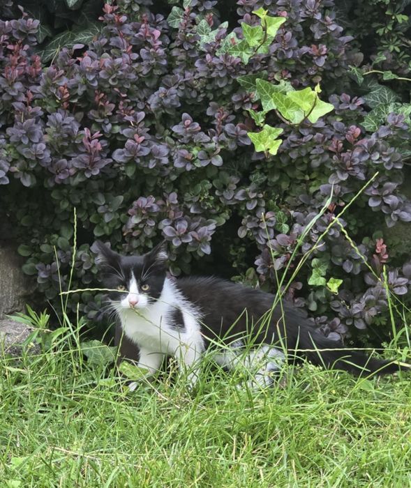 Trójkolorowa koteczka szuka domu