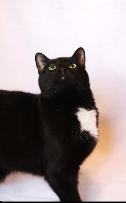 Czarny biały duży kocur kot