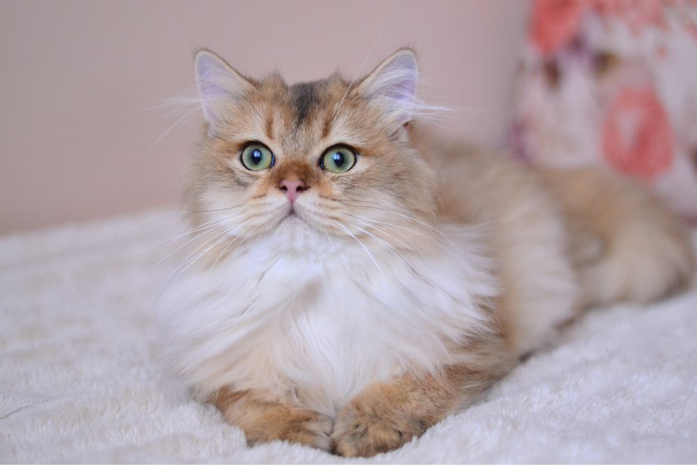 Шикарний британець