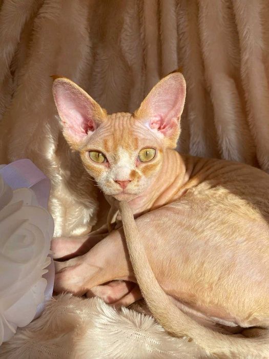 Девон рекс дівчинки