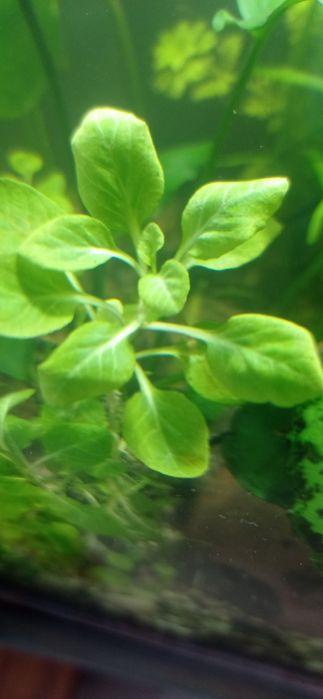 Roślina akw.  Lobelia Cardinalis