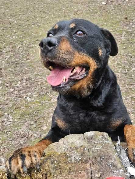 Tinka, starsza sunia lubiąca dzieci czeka na swój domek