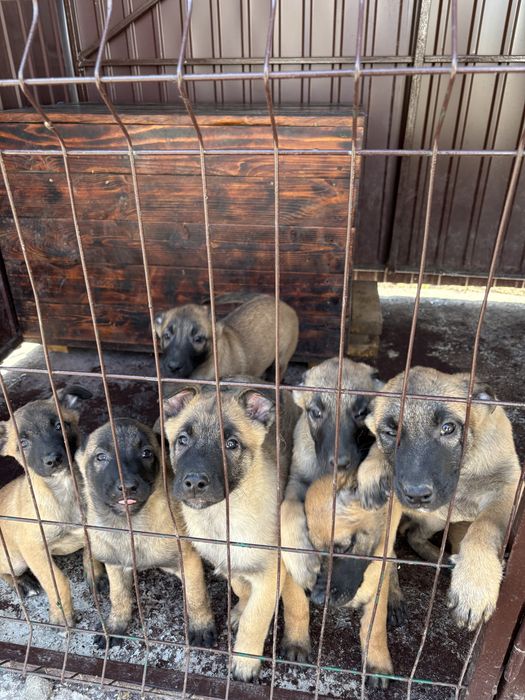 Продам щенят бельгійської вівчарки(малінуа)
