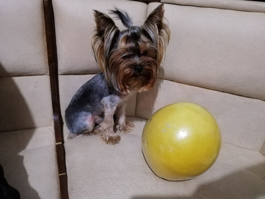 Міні Йорк- вязка