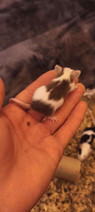 Myszki domowe młode mają 5 tyg